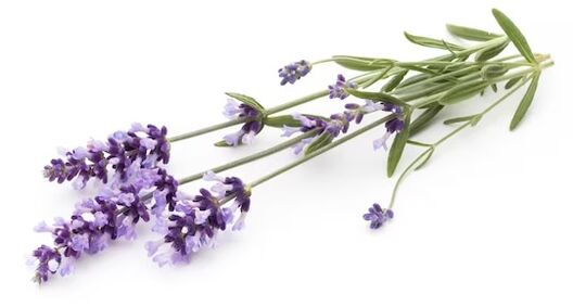 Fungent contains lavender oil