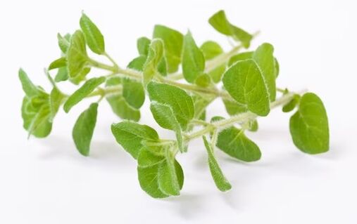Fungent contains oregano oil